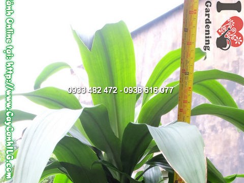 Thiết Mộc Lan 5 Khúc 75cm - đặc điểm lá và thân cây