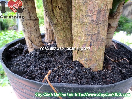 Cây Thiết Mộc Lan 5 Khúc trang trí nội thất văn phòng