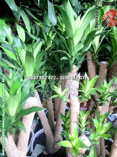 Cây thiết mộc lan gốc lớn tán đẹp cao 1,7m - Ms 12274 tại vườn ILG