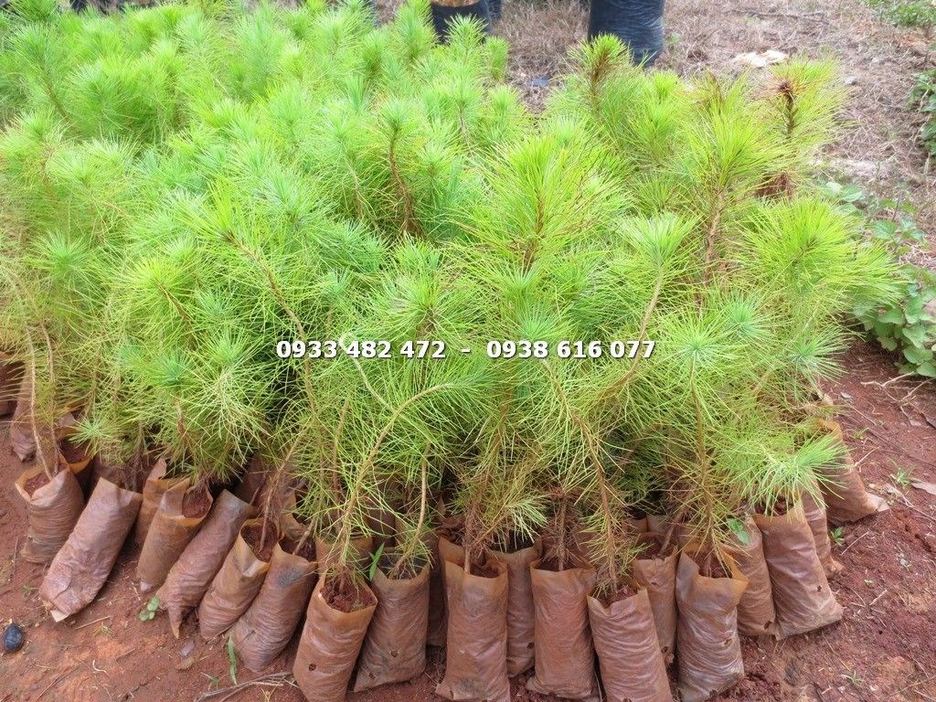 Cây thông ba lá giống cao 25cm – đặc điểm lá kim xanh tươi