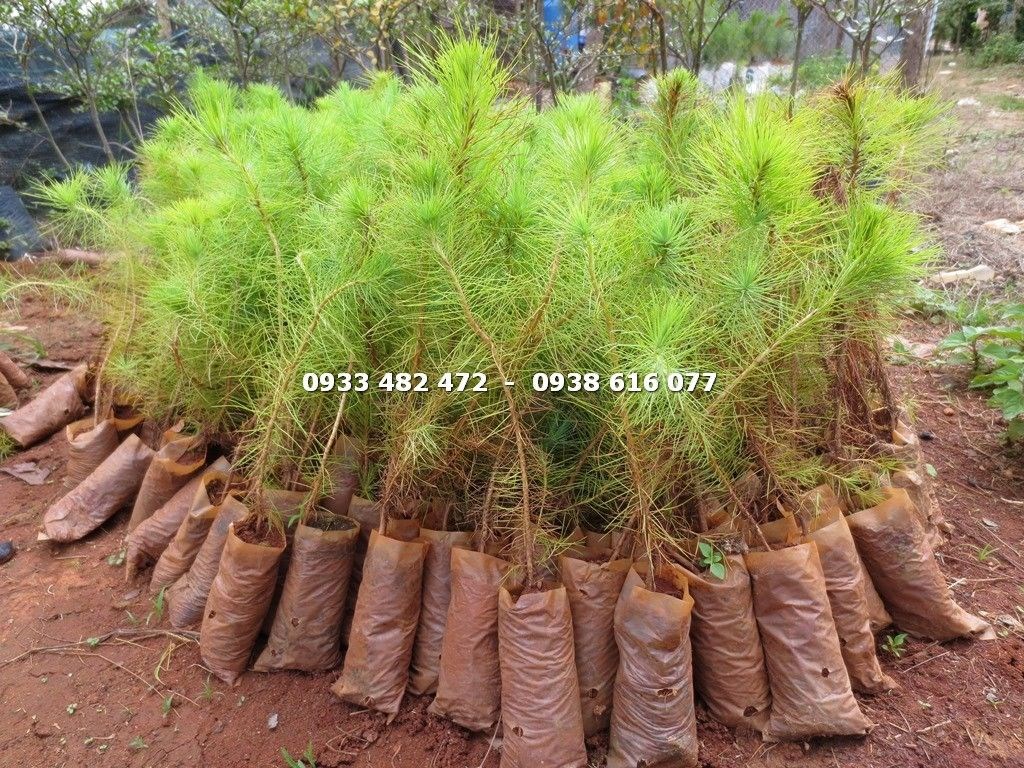 Cây thông ba lá giống – cây cảnh xanh bền đẹp tại vườn ILG