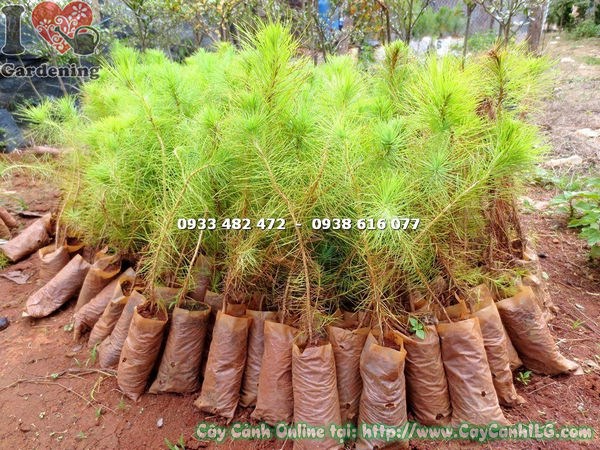 Cây thông ba lá giống đẹp – trồng sân vườn và cảnh quan