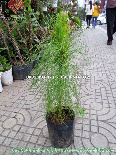 Cây thông ba lá giống cao 40cm – lộ trình phát triển tốt