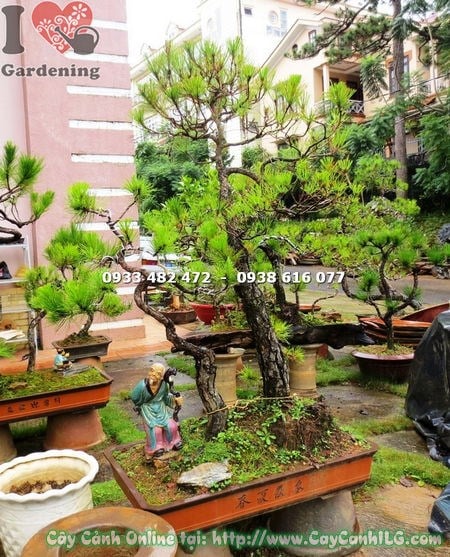 Cây thông bonsai cao 1.2m trồng chậu cảnh quan sân vườn