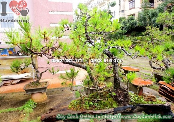 Cây thông bonsai 90cm trang trí sân vườn ngoại thất tiểu cảnh đẹp