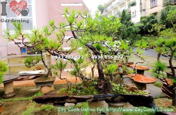 Cây thông bonsai cao 90cm dáng xiên nghệ thuật - Ms 13485