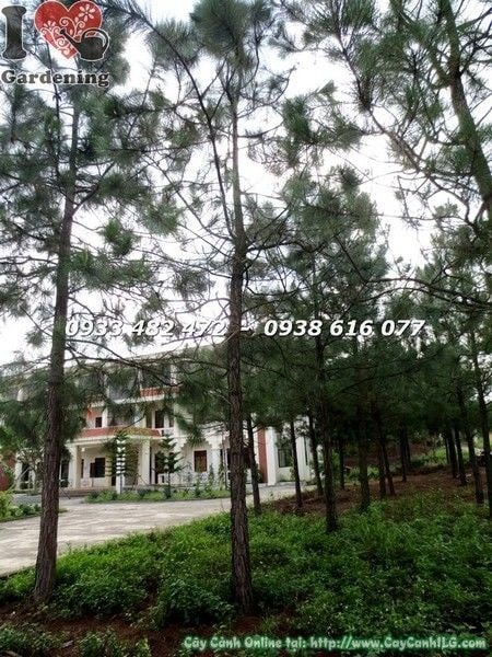 Cây thông cao 4m gốc lớn cảnh quan công trình ILG