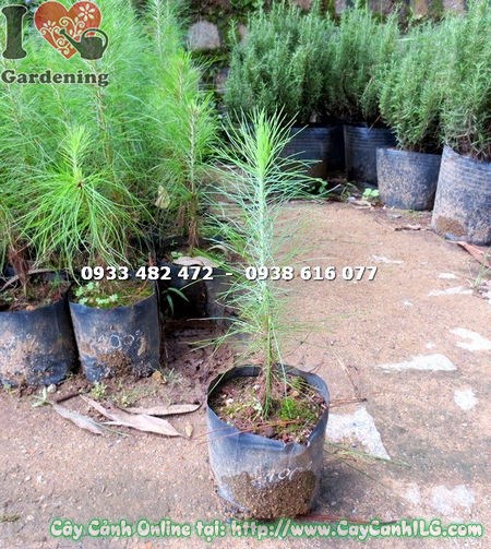 Đặc điểm cây thông caribe nhiệt đới – lá kim xanh đẹp, thân thẳng
