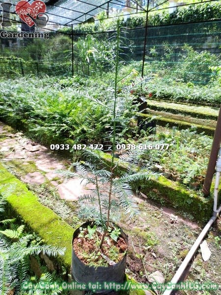 Tạo dáng cắt tỉa cây thông đỏ cảnh