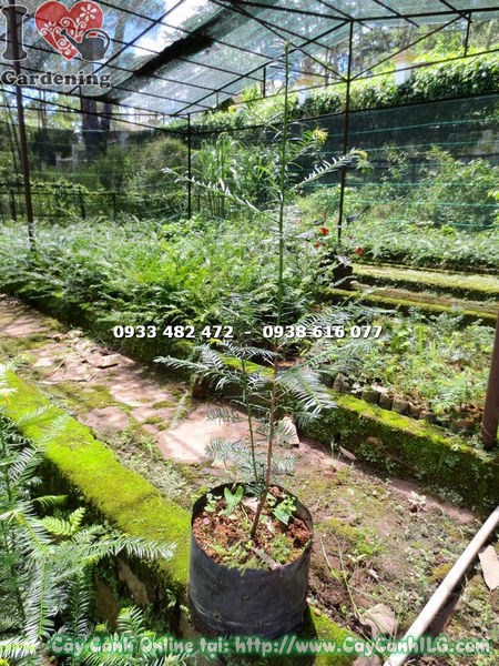 Cây thông đỏ giống cao 70cm - toàn cảnh cây tươi tốt