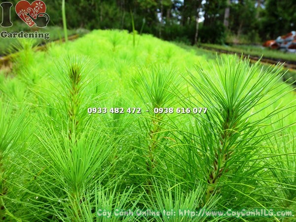 Cây thông giống trồng tiểu cảnh sân vườn, khu công trình