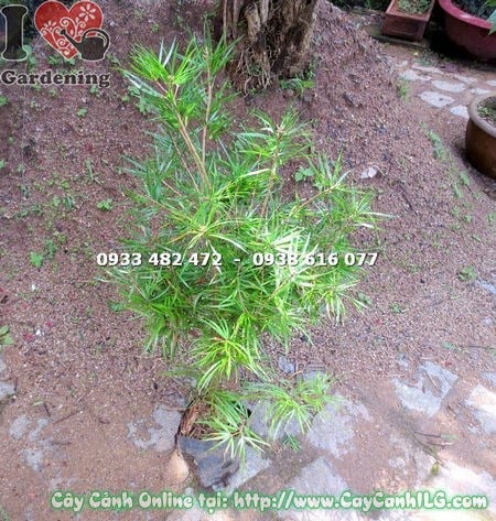 Cây thông lá dẹp giống cao 80cm trồng sân vườn cảnh quan