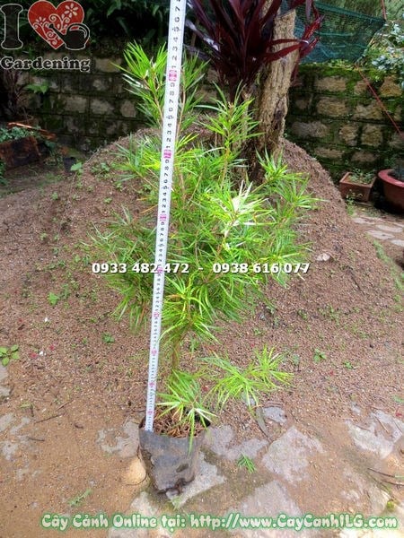 Cây thông lá dẹp giống cao 80cm Ms 16506 - vườn ươm ILG