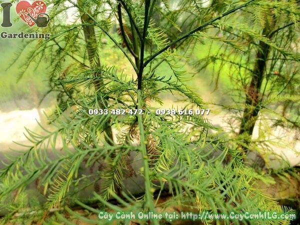 Cây Thông Nước Giống Cao 80cm - ILG
