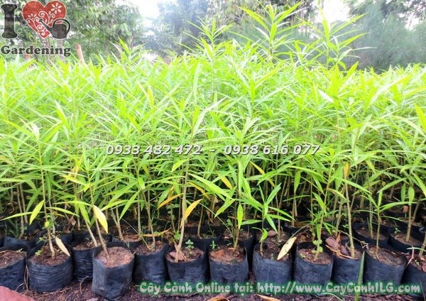 Cây thông thiên cao 30cm – cây giống trồng công trình sân vườn