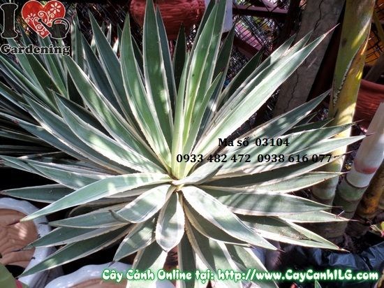 Cây Thùa khỏe mạnh không sâu bệnh