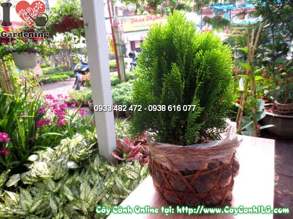 Cây thuộc bài cao 30cm tại vườn ILG