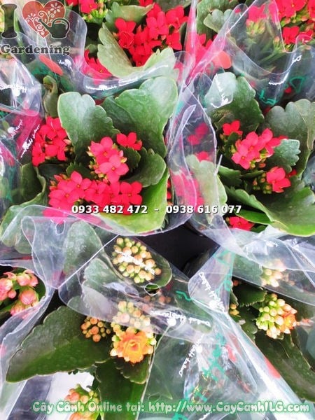cây thuốc bỏng hoa kép chậu nhỏ 15cm trang trí bàn