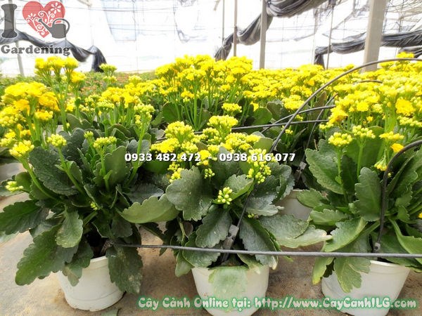 Cây sống đời hoa kép vàng 25cm phát triển xanh tươi