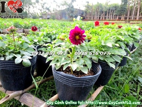 Đặc điểm hoa cây thược dược lùn 15-25cm