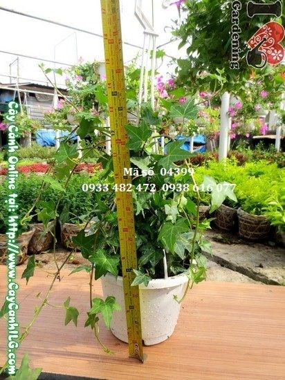 Cây thường xuân xanh mướt, lá đẹp, phù hợp trang trí sân vườn và ban công