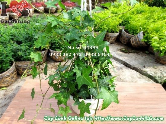 Cây thường xuân trồng chậu, phù hợp trang trí ban công và nội thất