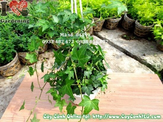 Cây thường xuân trong chậu, lá xanh tươi mướt, trồng trong nhà hoặc ban công