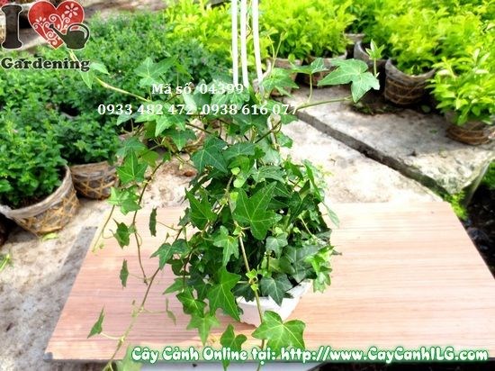 Cây thường xuân phát triển xanh tươi, chăm sóc đúng kỹ thuật