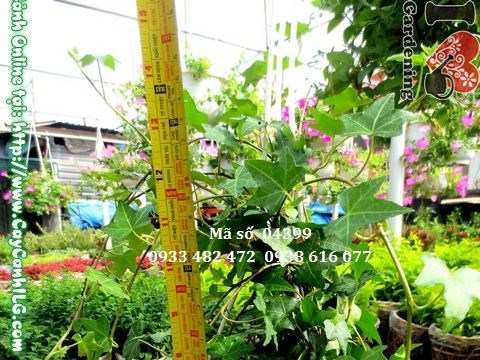 Cây thường xuân trong không gian xanh mát, chậu trang trí đẹp