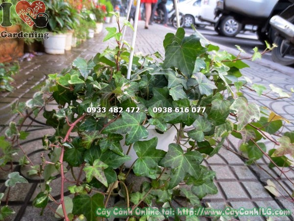 Chậu treo cây thường xuân lớn, cành rủ xanh mướt, trang trí không gian đẹp mắt