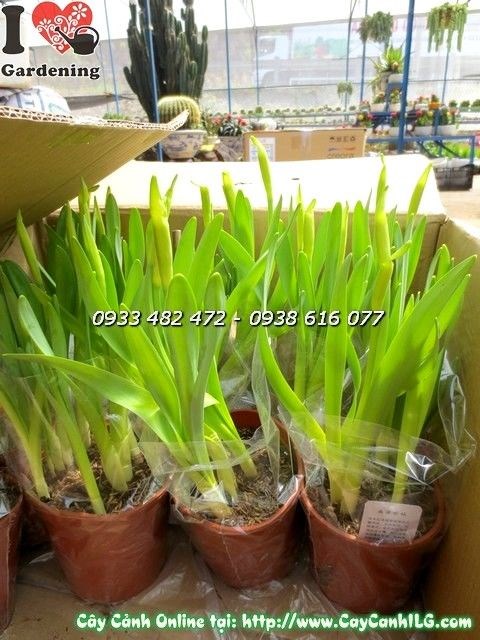 Cây thủy tiên hoa vàng cao 25cm tươi mát đang nở hoa