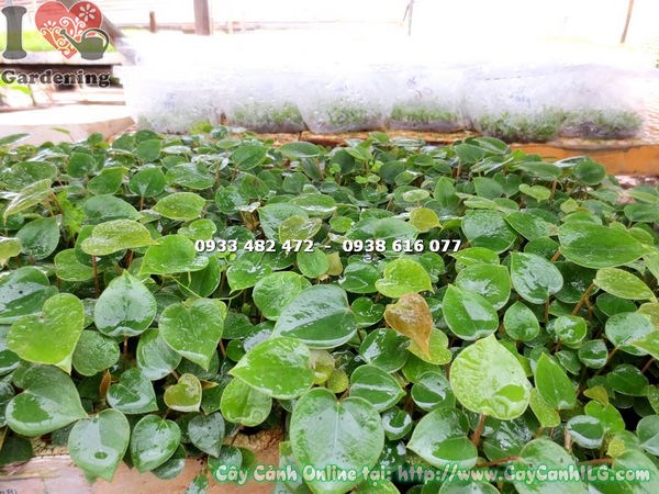 Cây Tiểu Hồng Môn giống nhỏ nhân giống vườn ươm ILG