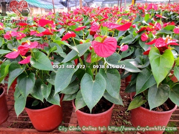 Chăm sóc tiểu hồng môn hoa đỏ chậu lớn cao 30cm