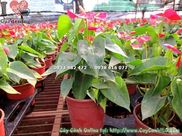 Cây tiểu hồng môn màu đỏ cao 30cm – sắc đỏ rực rỡ trang trí nội thất