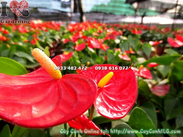 Tiểu hồng môn đỏ 30cm – ý nghĩa phong thủy may mắn, tài lộc