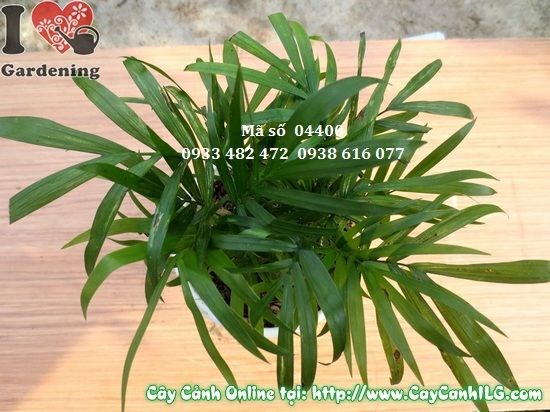 Cây tiểu trâm cao 10cm – cây nội thất phong thủy đẹp