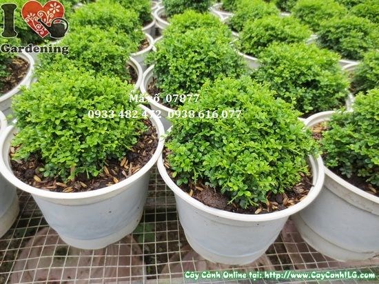 Cây toàn cầu tạo dáng bonsai đẹp