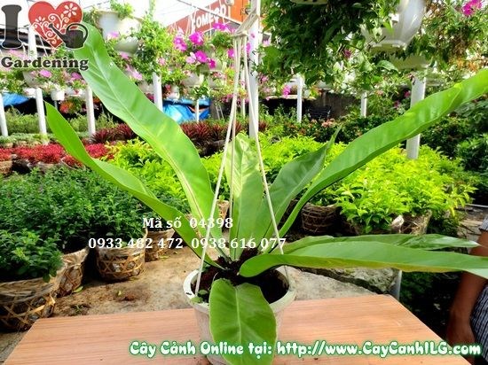 Cây Tổ Điểu trang trí nội thất, tạo không gian xanh mát