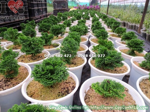 Cây trắc xoắn cao 15cm – ILG cung cấp sỉ lẻ
