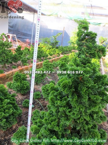Cây trắc xoắn gốc lớn – điểm nhấn cảnh quan sang trọng