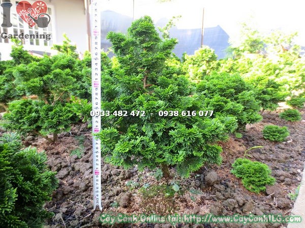 cây trắc xoắn lớn hiếm cao 40cm - tạo dáng bonsai