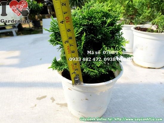 Cây trắc xoắn mini Ms 07889 lá xoắn nhiều tầng đẹp mắt