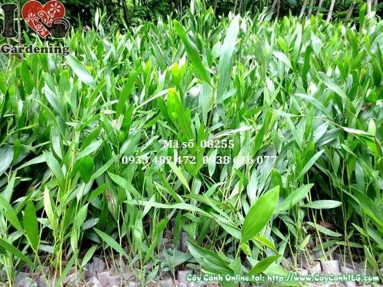 Cây tràm bông vàng giống 30cm tán xanh tươi khỏe mạnh