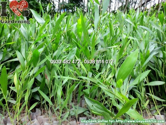 Cây tràm bông vàng giống 30cm - lộ trình phát triển nhanh