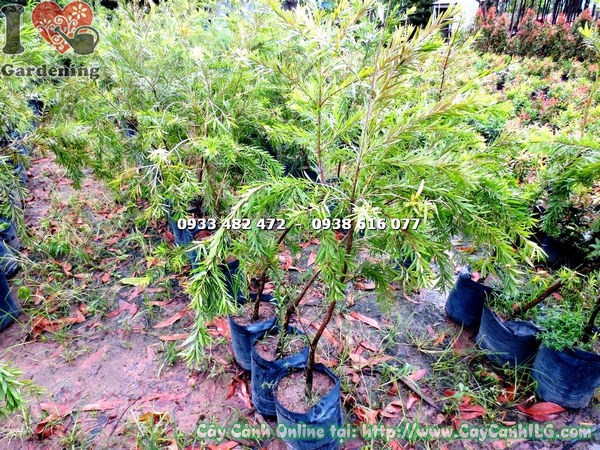 Cây tràm hoa đỏ Ms 17810 - hoa và lá đặc trưng