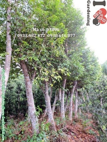 Cây trầm hương cao 4m – cây cảnh phong thủy quý hiếm tại ILG