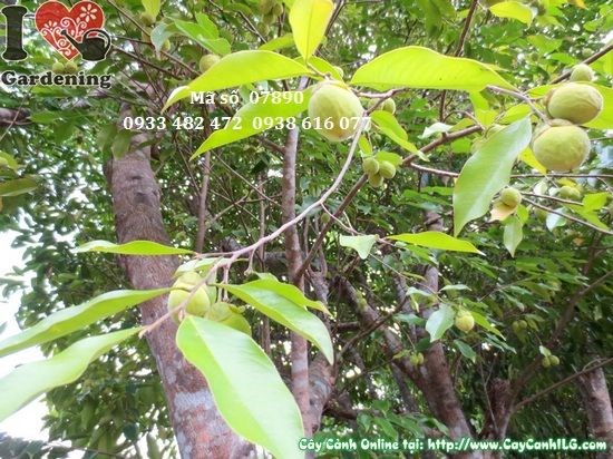 Cây trầm hương 4m tại vườn ươm ILG – cây gỗ quý nhiệt đới