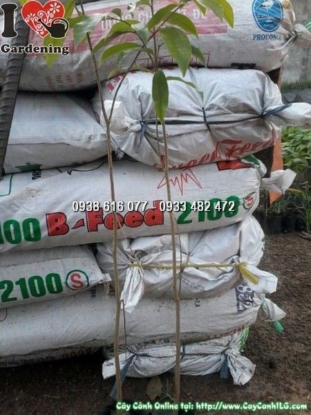 Cây trầm hương các giai đoạn phát triển – từ giống đến cây lớn