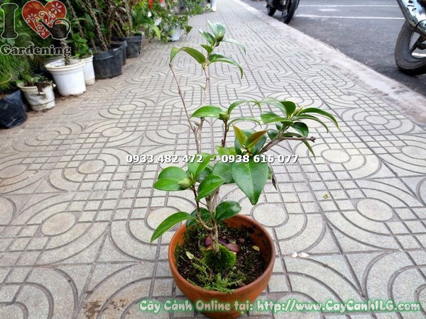 Hoa trà mi nhiều cánh đẹp mắt