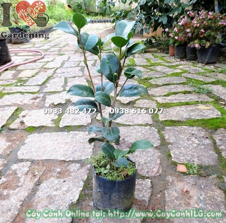 Cây trà mi giống cao 40cm Ms 14859 - cây khỏe mạnh, lá xanh bóng